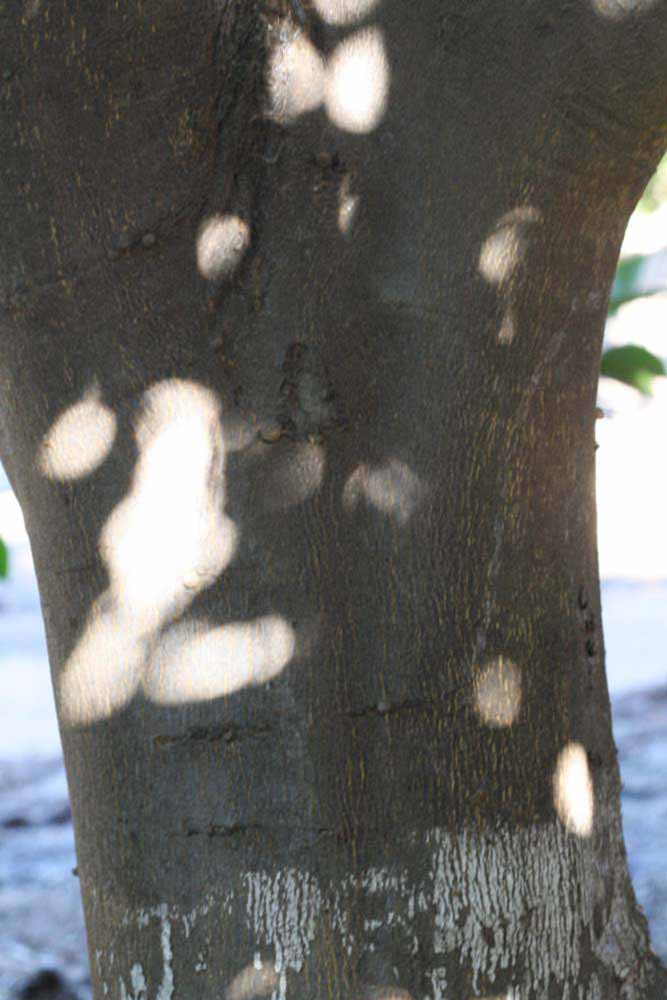              Bark (Riverside, CA)       